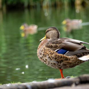 Lichfield-With-Cameron-1