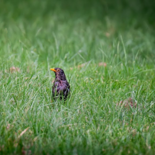 Telephoto-1-3